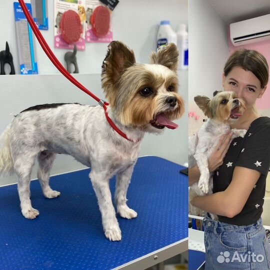 Грумер / Груминг с выездом на дом