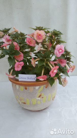 Ризомы ахименесов