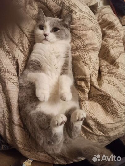 Изящная девочка, британка