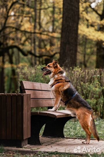 Метис овчарки в добрые руки