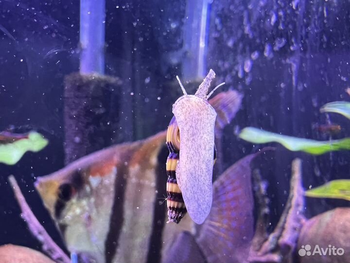 Улитка Хелена