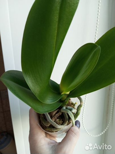 Орхидея Fuller's Sunset размер 2,5