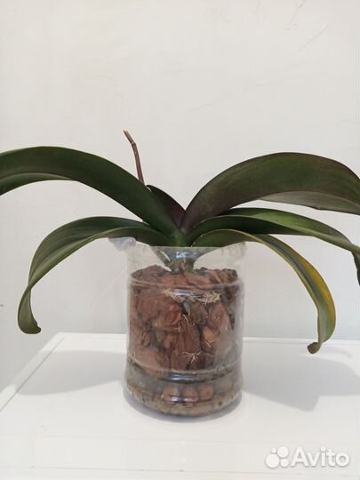 Орхидея фаленопсис