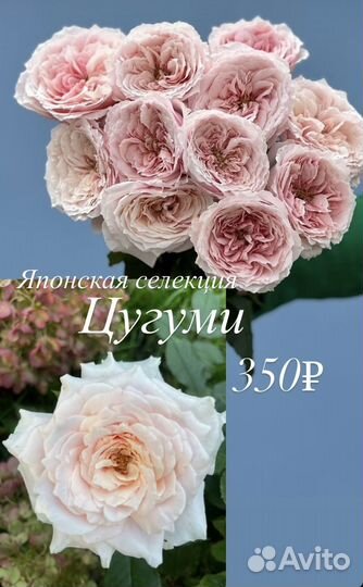 Розы саженцы