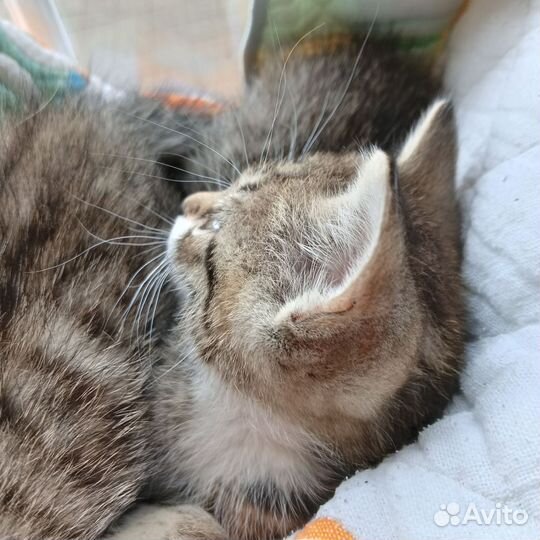 Два кота 2 месяца, отдам
