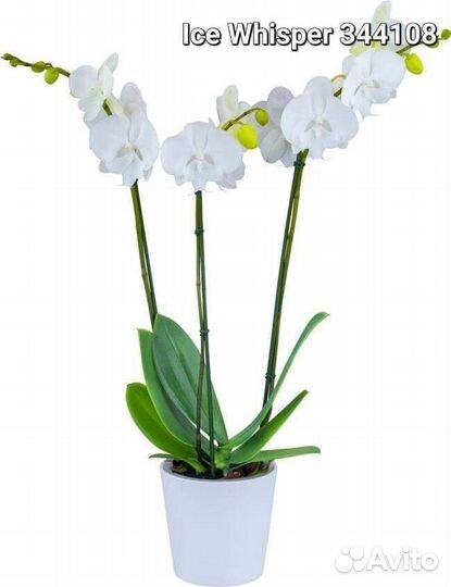 Фаленопсис сортовые подростки