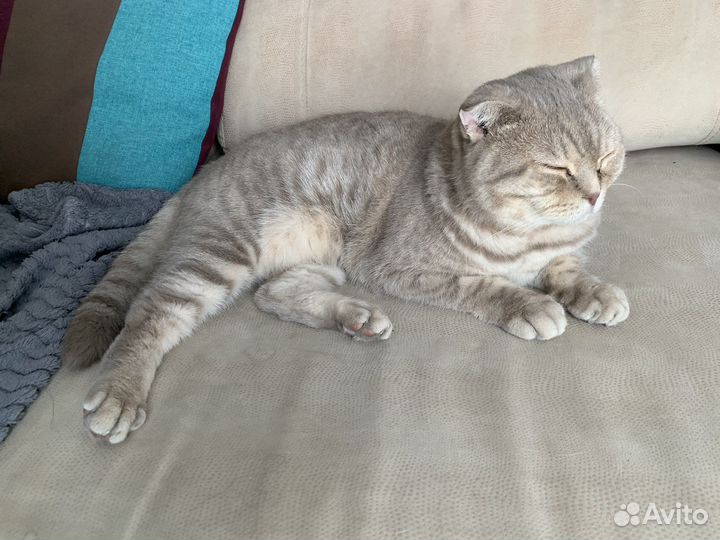 Передержка собак и кошек