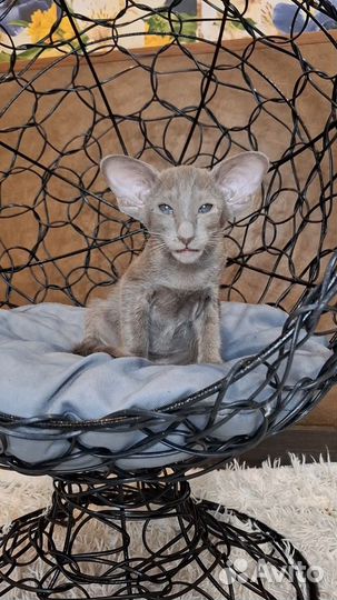 Ориентальные котята с документами