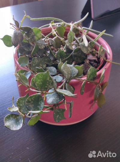 Хойя 2 вида в одном горшке