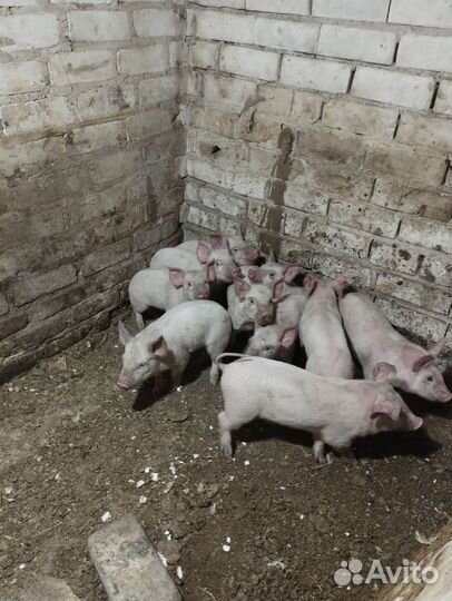 Поросята