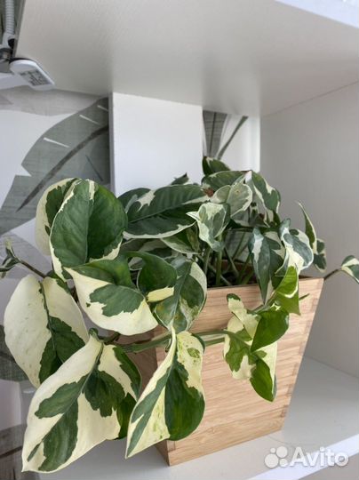 Эпипремнум энджой