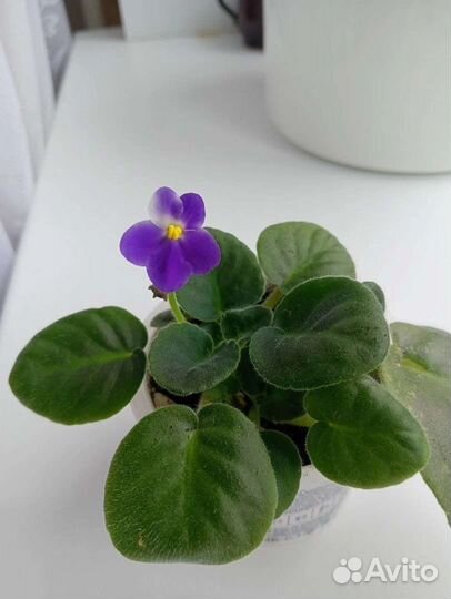 Фиалка детка