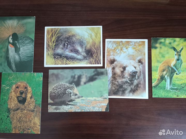 Открытки календарики СССР с животными