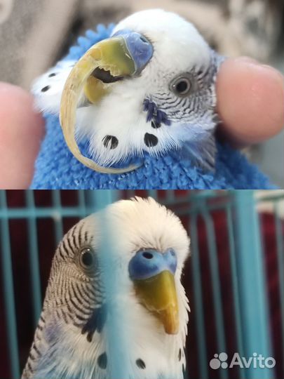 Лечение грызунов, ежей, птиц и рептилий