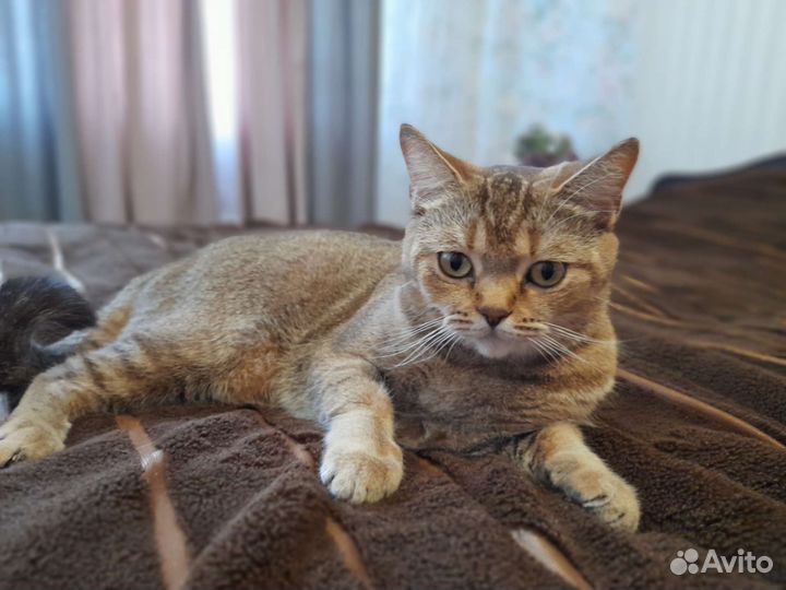 Шотландская кошка вязка.Ищем жениха