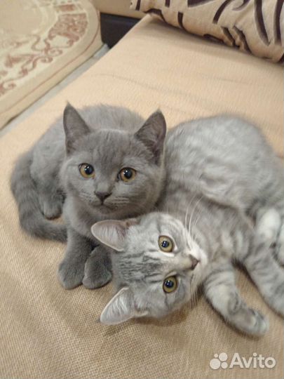 Британская