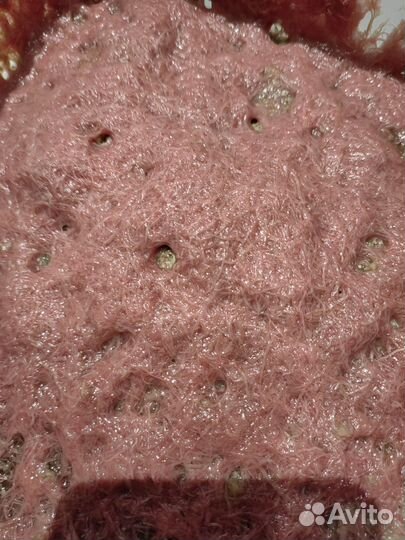 Трубочник изя