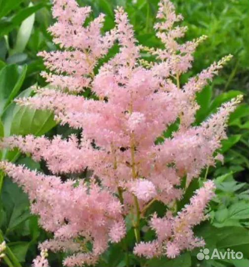 Астильба, взрослые кусты