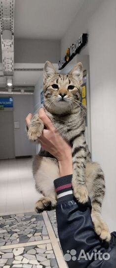 Кошка в дар