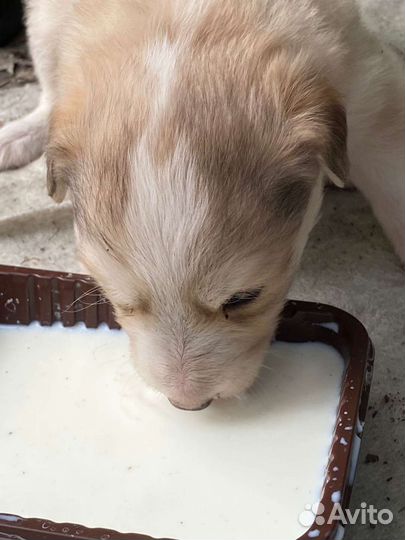 Щенок в добрые руки бесплатно