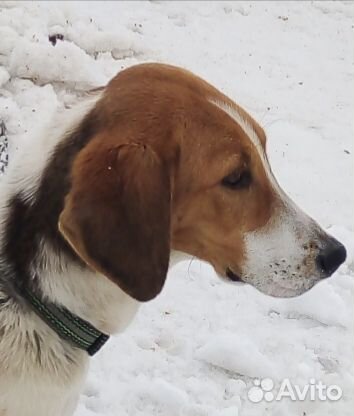 Русская пегая гончая