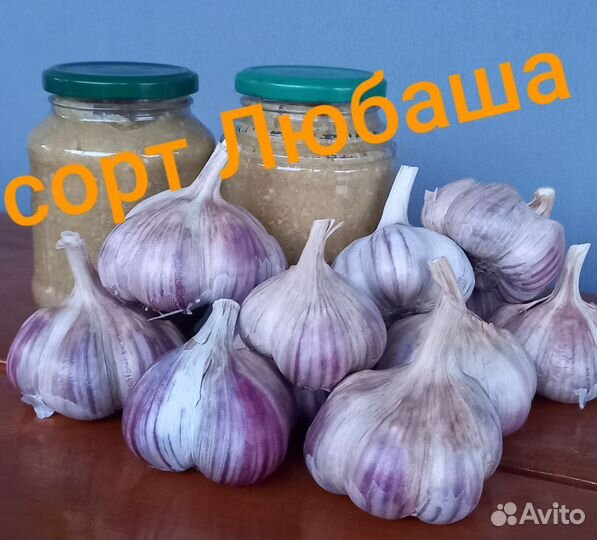 Чеснок оптом