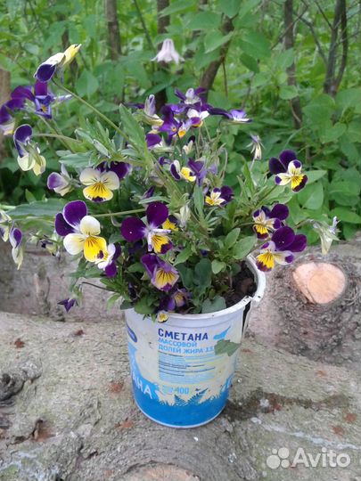 Трехцветная виола (фиалка)