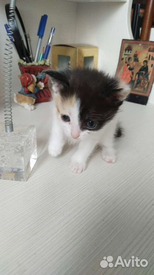 Котята в добрые руки 2 месяц