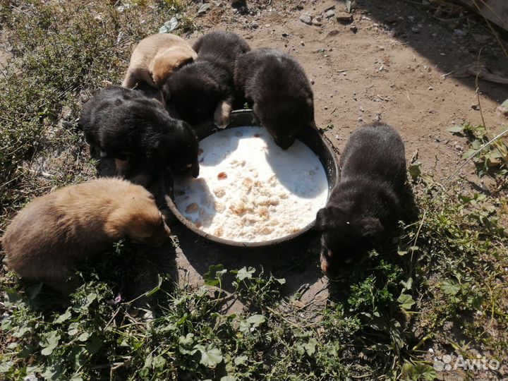 Щенки в добрые руки