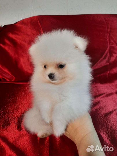 Щенки шпица