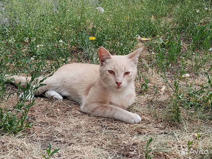 Котик Федя в добрые руки