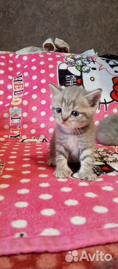 Шотландские котята