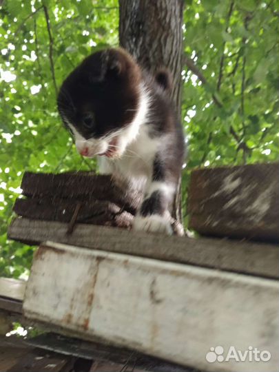 Котёнок вислоухий бесплатно