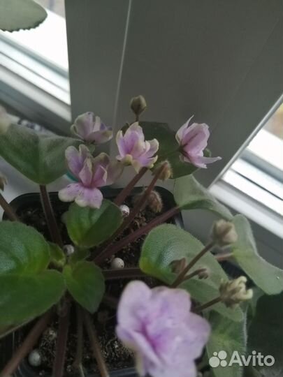 Черенки фиалок