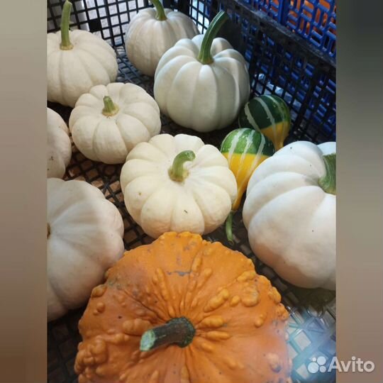 Тыква декоративная