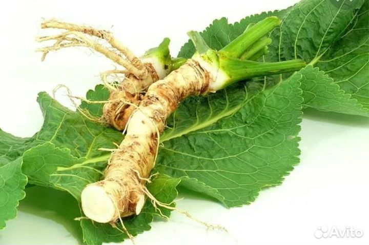 Корень хрена