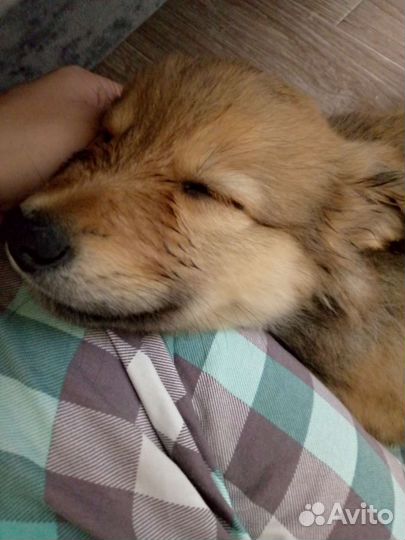 Собака в добрые руки щенок девочка