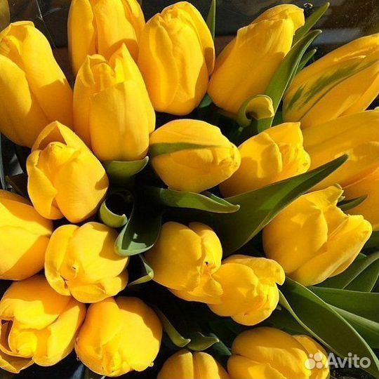 Луковицы тюльпанов для озеленения