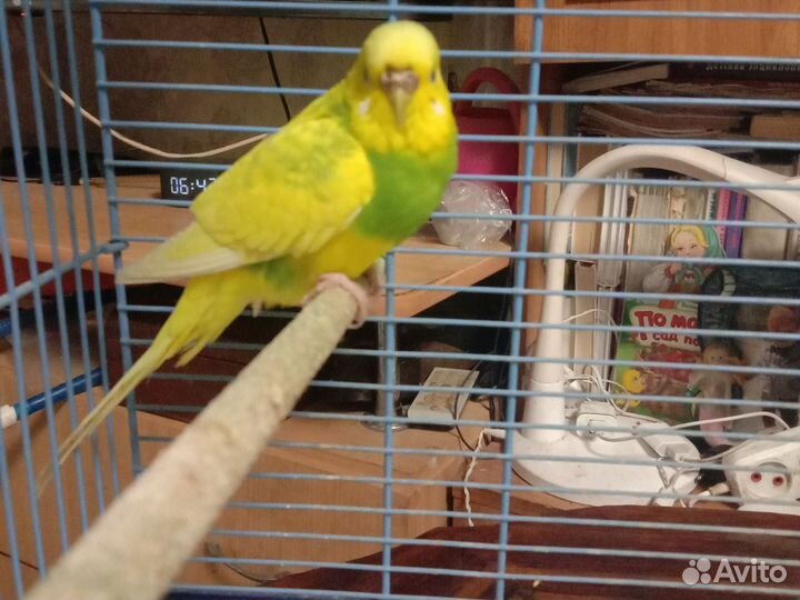 Волнистый попугай с клеткой
