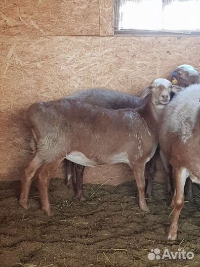 Курдючные бараны овцы