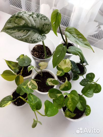 Сциндапсус, эпипремнум, филодендрон