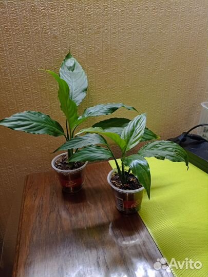 Спатифиллум