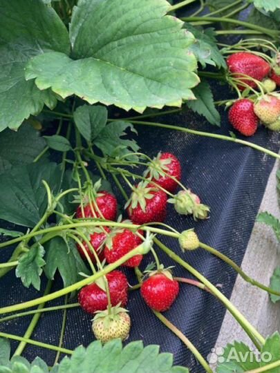 Рассада клубники Выставочная, Фигаро, Гигантелла