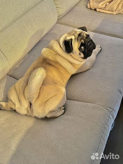 Мопс вязка мальчик