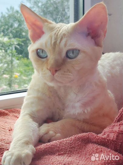 Кошечки девон рекс
