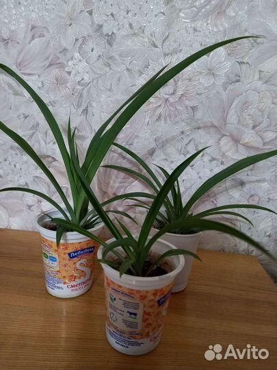 Хлорофитум