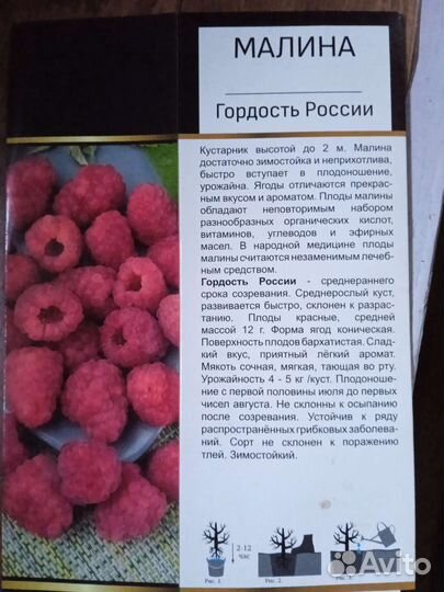 Малина Гордость россии