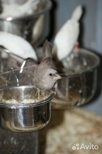 Японская амадина, девочка (предварительно)