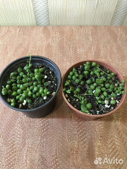 Крестовник, шефлера, сциндапус, кофе, колеус