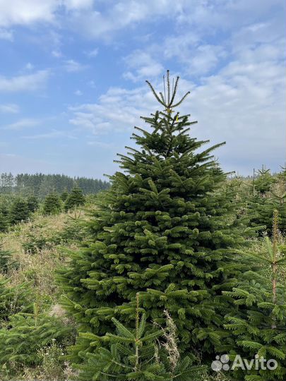 Пихта Нордмана(живая ёлка) 200-225 см в Иркутске